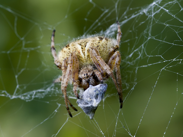 Agalenatea redii